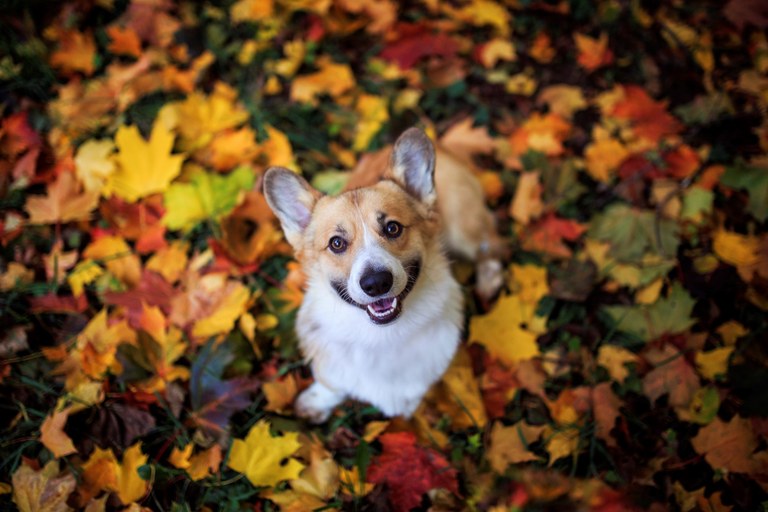 fall dog.jpg