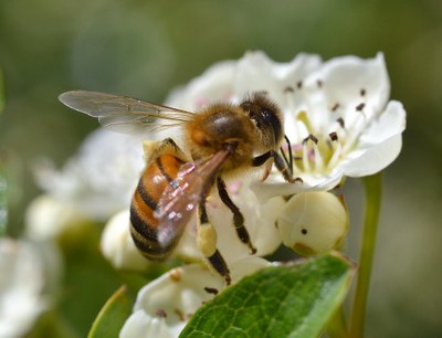 Bee Pollinators!