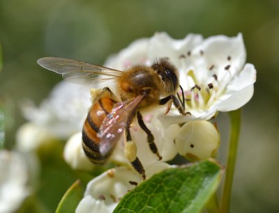 Bee Pollinators! Bee Pollinators!